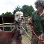 Alpaca and Matthew Schiaefli IMG_0441