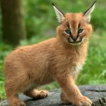 Caracal kittenIMG_5664