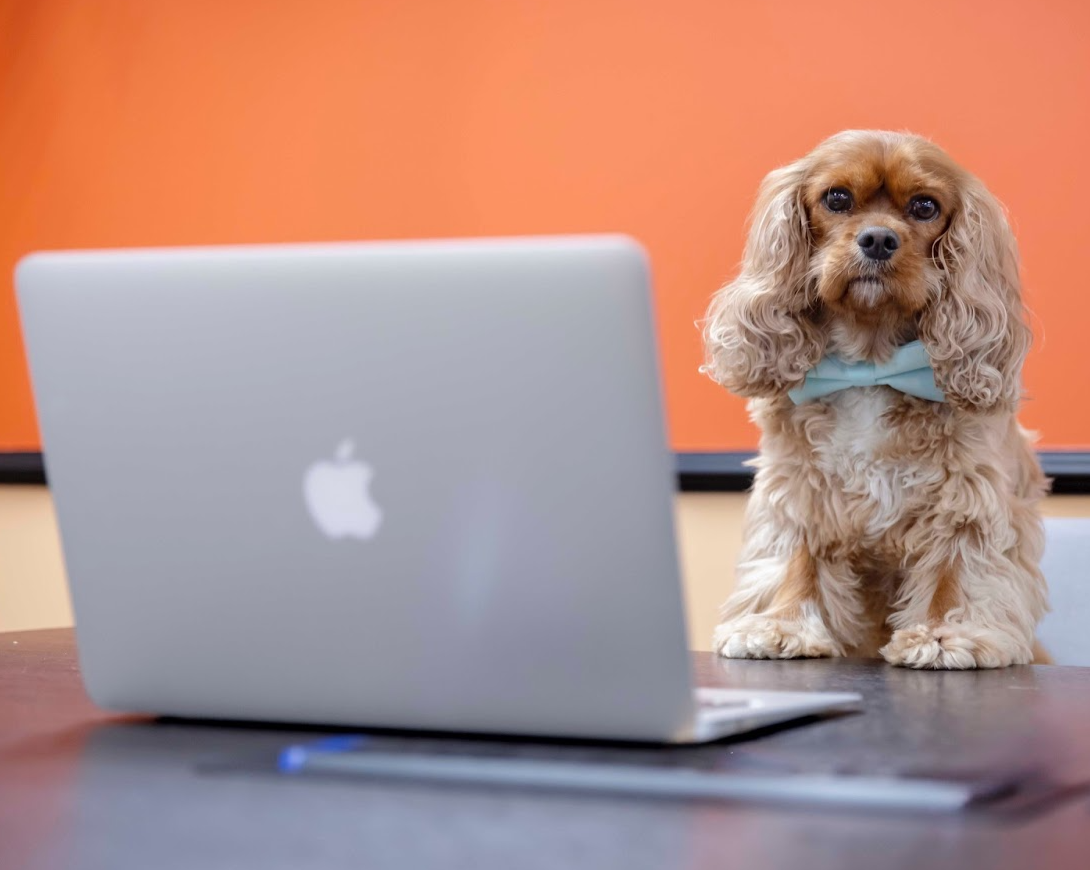 How a dog could be the secret to your next promotion